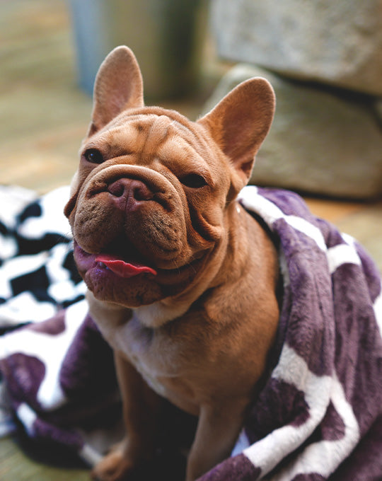 Calming Dog Blankets: Can Softness Reduce Anxiety?